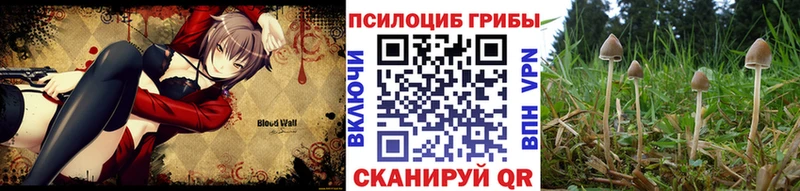 Купить где  Бор  Псилоцибиновые грибы Magic Shrooms 